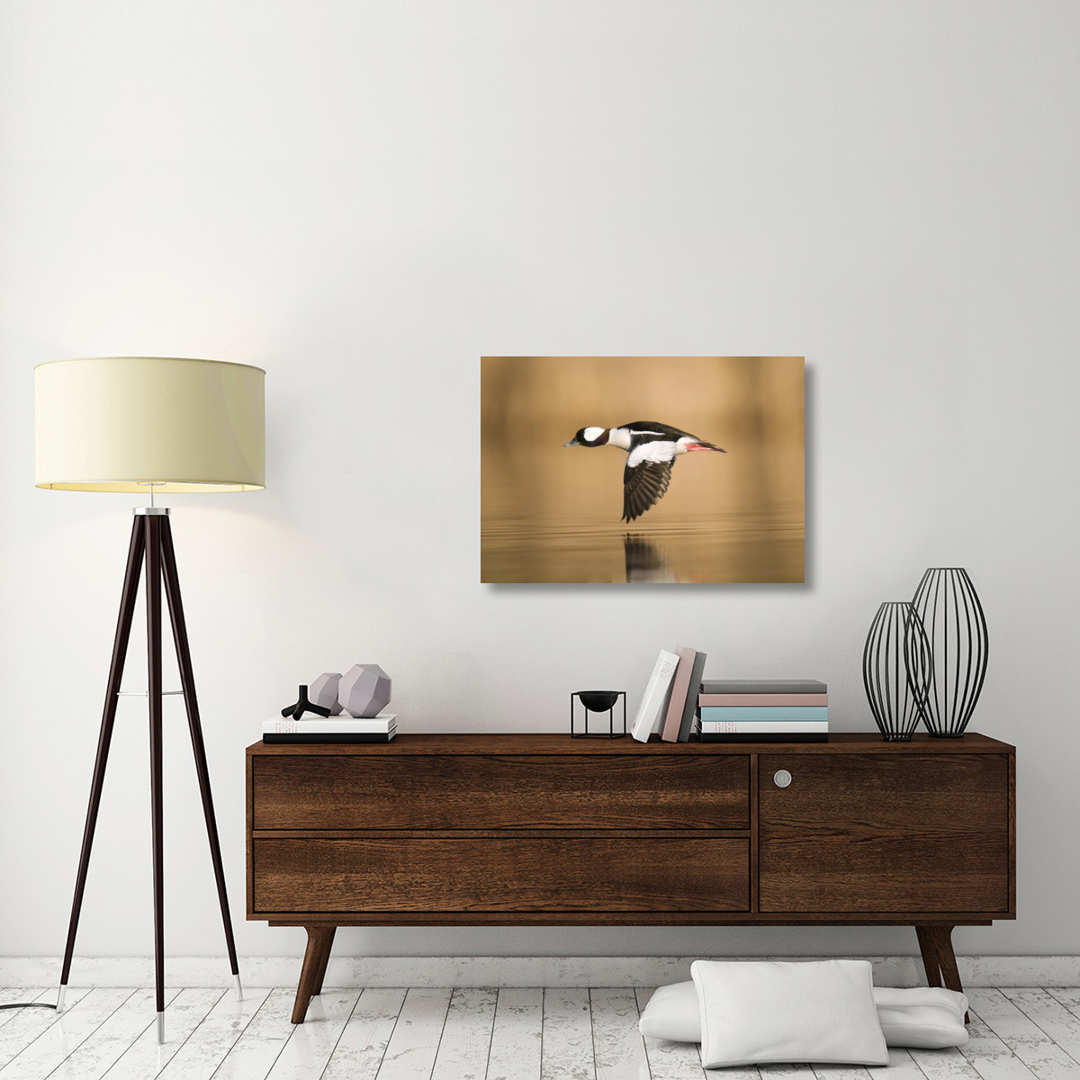 Bufflehead male flying, Island Lake Recreation Area, Michigan-Canvas Art-36&quotx25.2"