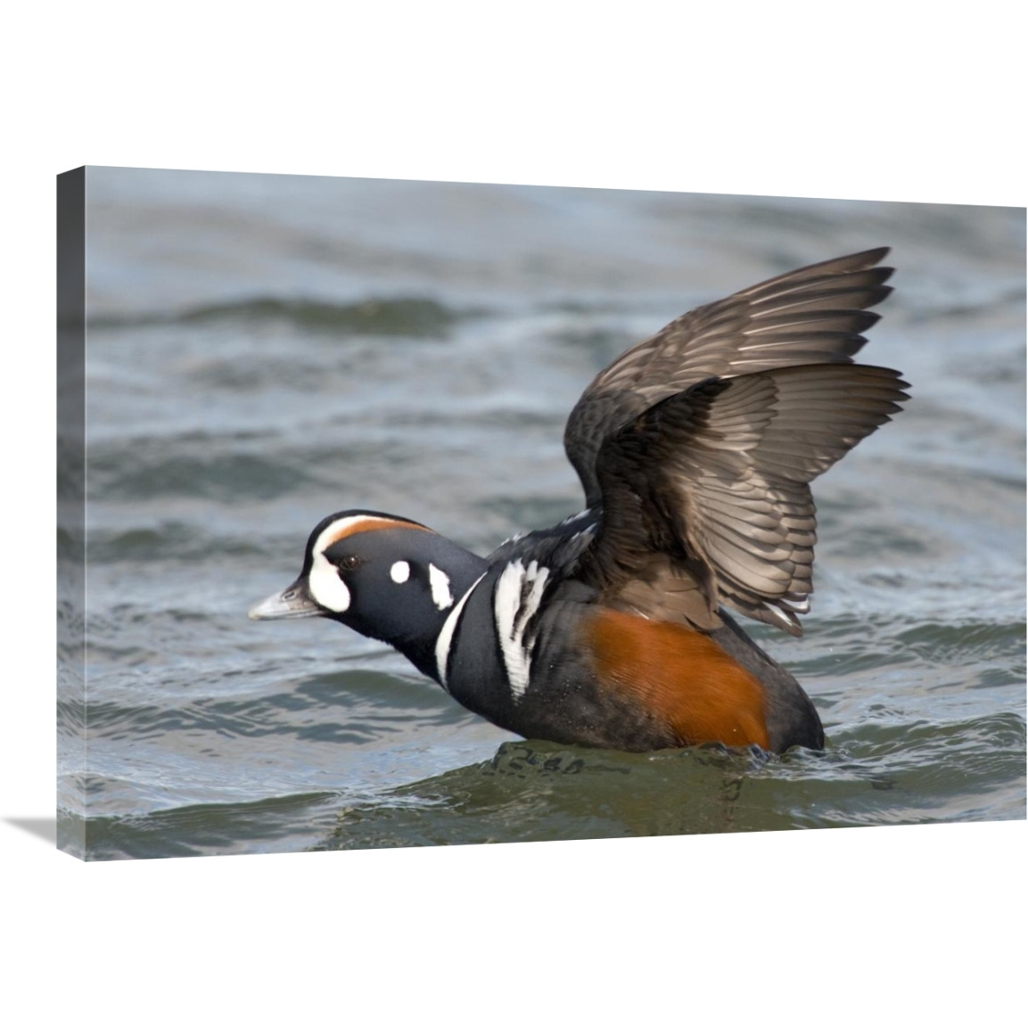 Harlequin Duck male taking flight, Barnegat Light, New Jersey-Canvas Art-30&quotx21.3"