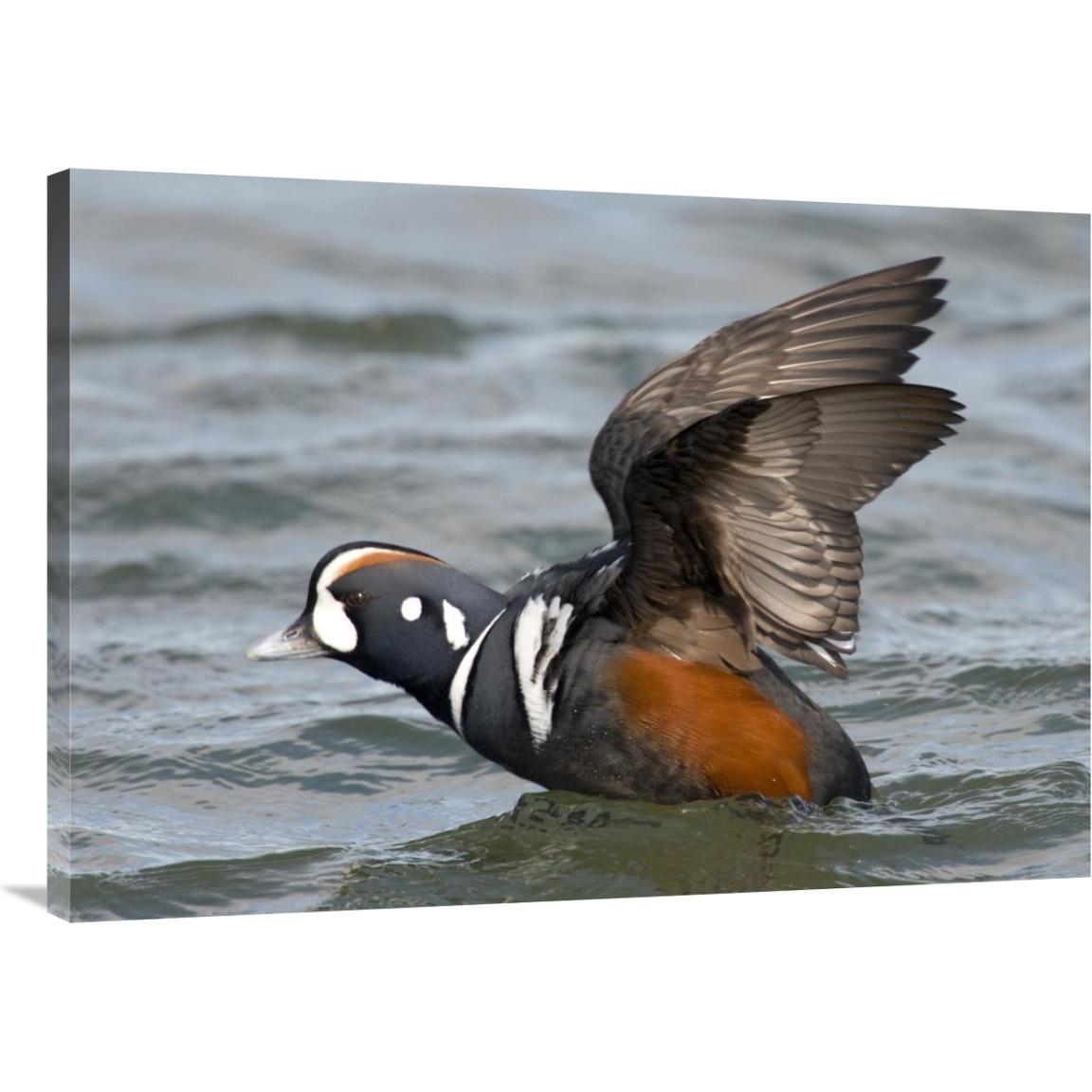 Harlequin Duck male taking flight, Barnegat Light, New Jersey-Canvas Art-40&quotx28.4"