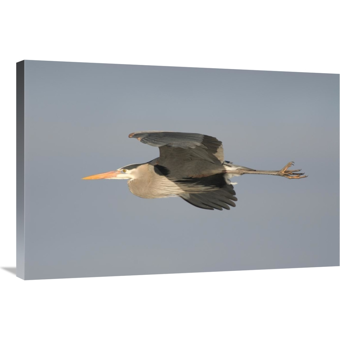 Great Blue Heron flying, Kensington Metropark, Milford, Michigan-Canvas Art-36&quotx24"