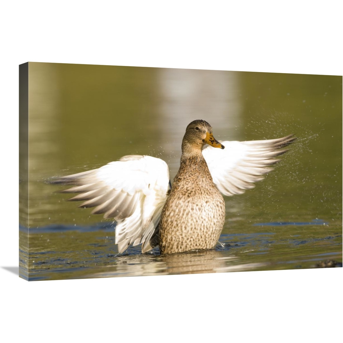 Mallard female stretching wings, North Chagrin Reservation, Ohio-Canvas Art-30&quotx20"