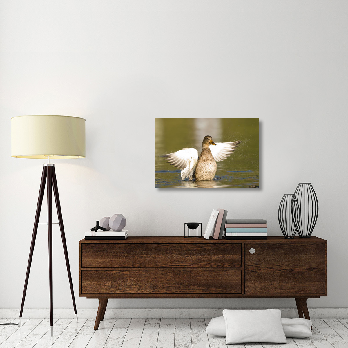 Mallard female stretching wings, North Chagrin Reservation, Ohio-Canvas Art-36&quotx24"