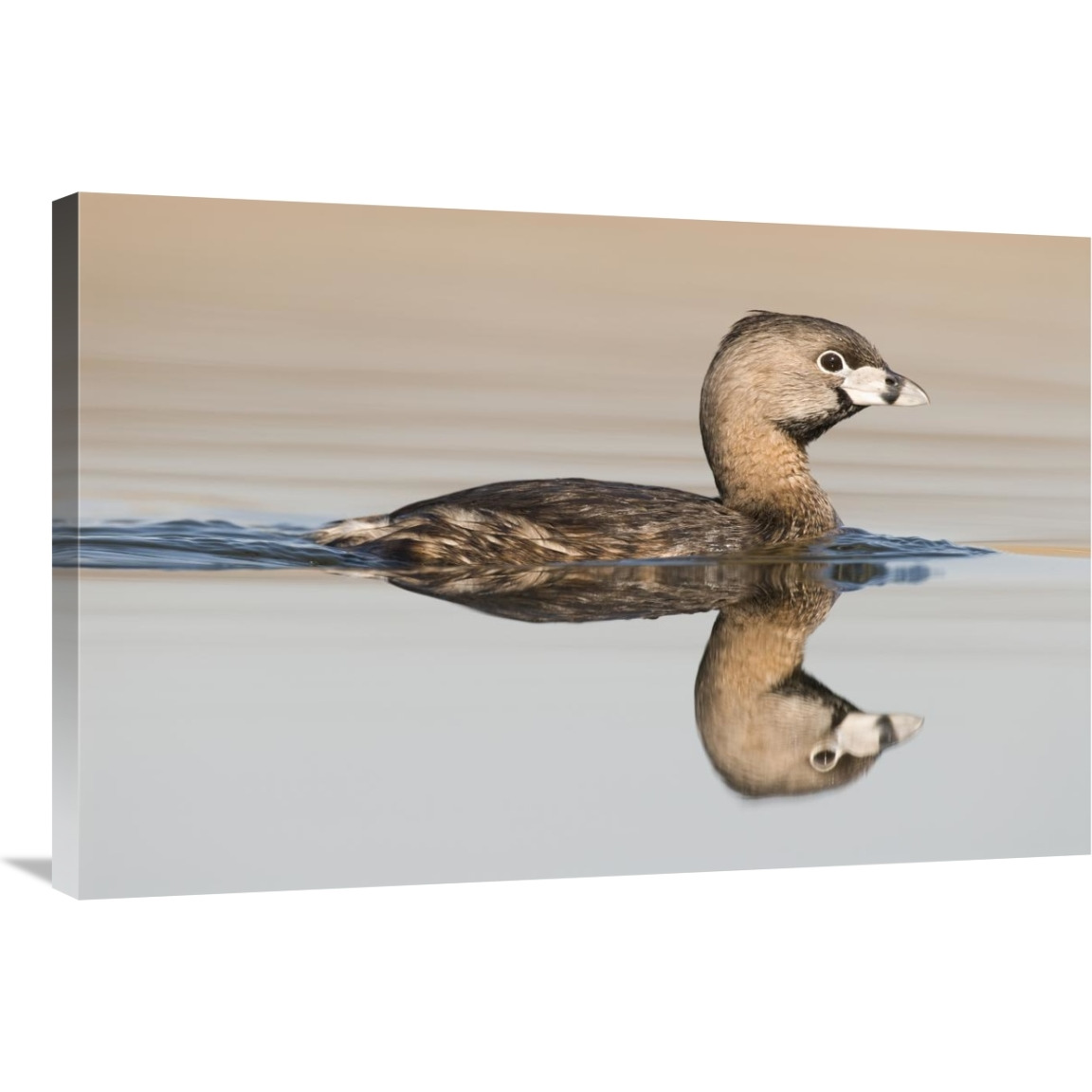 Pied-billed Grebe swimming, Island Lake Recreation Area, Michigan-Canvas Art-36&quotx24"