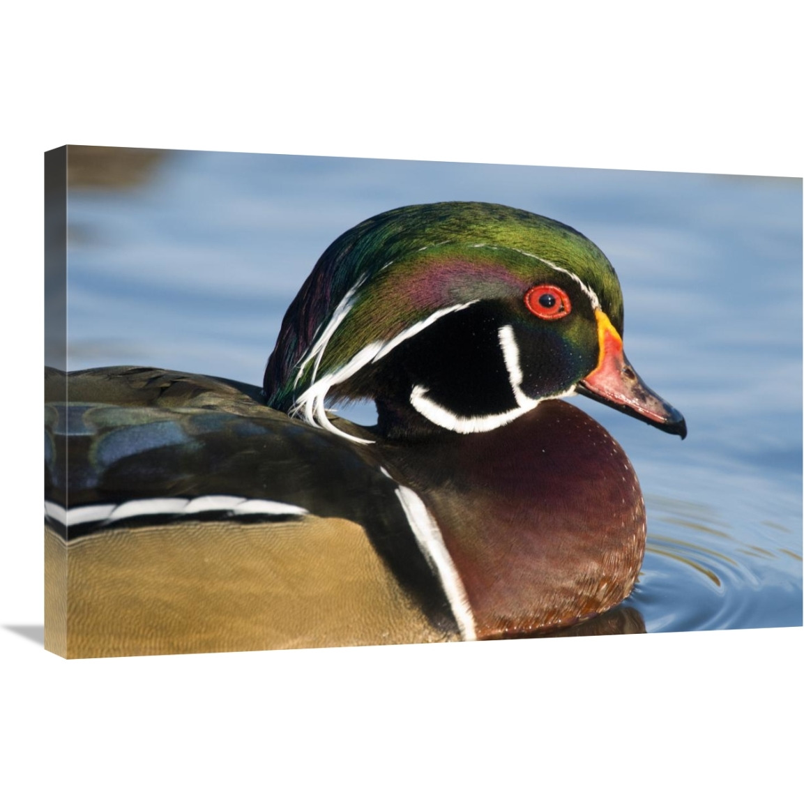 Wood Duck male in breeding plumage, North Chagrin Reservation, Ohio-Canvas Art-30&quotx20"