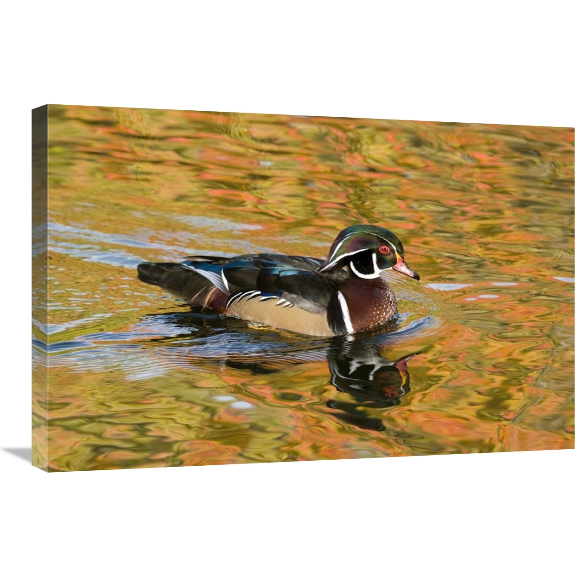 Wood Duck male in breeding plumage, North Chagrin Reservation, Ohio-Canvas Art-30&quotx20"
