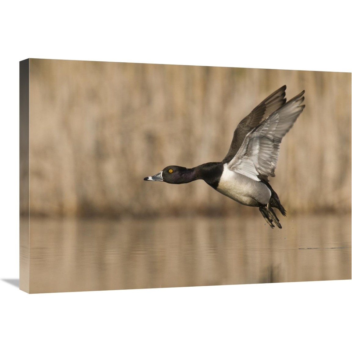 Ring-necked Duck male flying, Island Lake Recreation Area, Michigan-Canvas Art-30&quotx21"