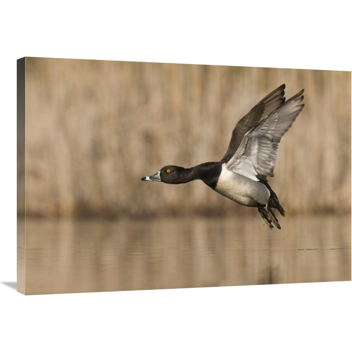 Ring-necked Duck male flying, Island Lake Recreation Area, Michigan-Canvas Art-36&quotx25.2"