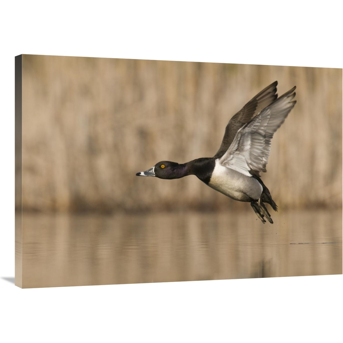 Ring-necked Duck male flying, Island Lake Recreation Area, Michigan-Canvas Art-40&quotx28"