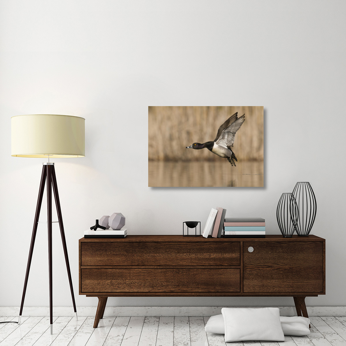 Ring-necked Duck male flying, Island Lake Recreation Area, Michigan-Canvas Art-40&quotx28"