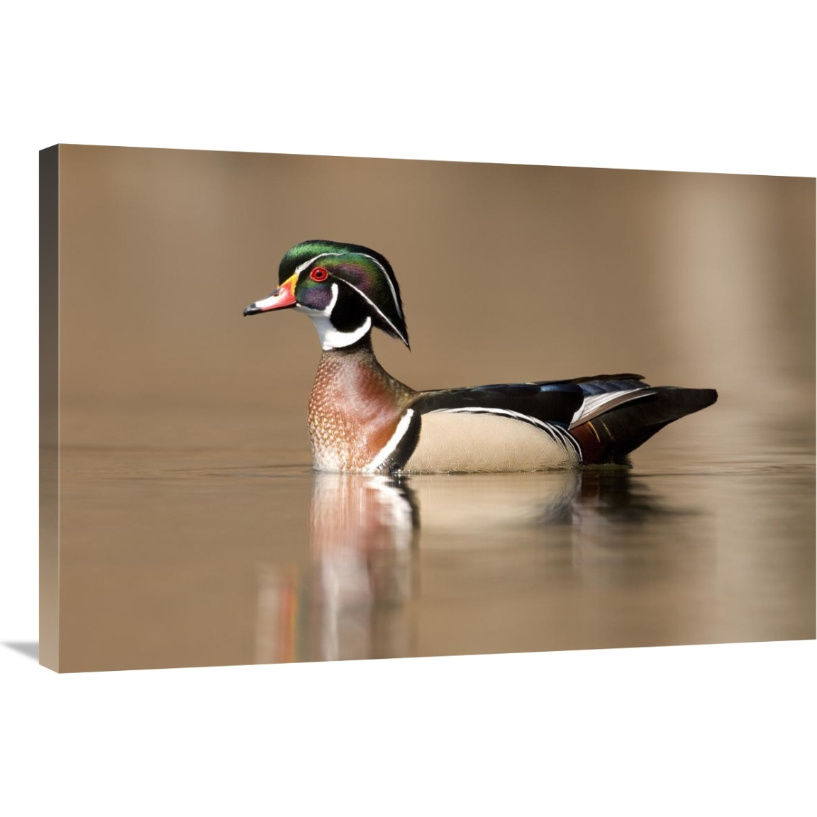 Wood Duck male in breeding plumage, Lapeer State Game Area, Michigan-Canvas Art-36&quotx24"
