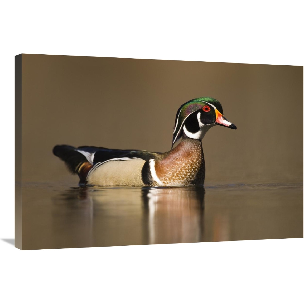 Wood Duck male in breeding plumage, Lapeer State Game Area, Michigan-Canvas Art-36&quotx24"