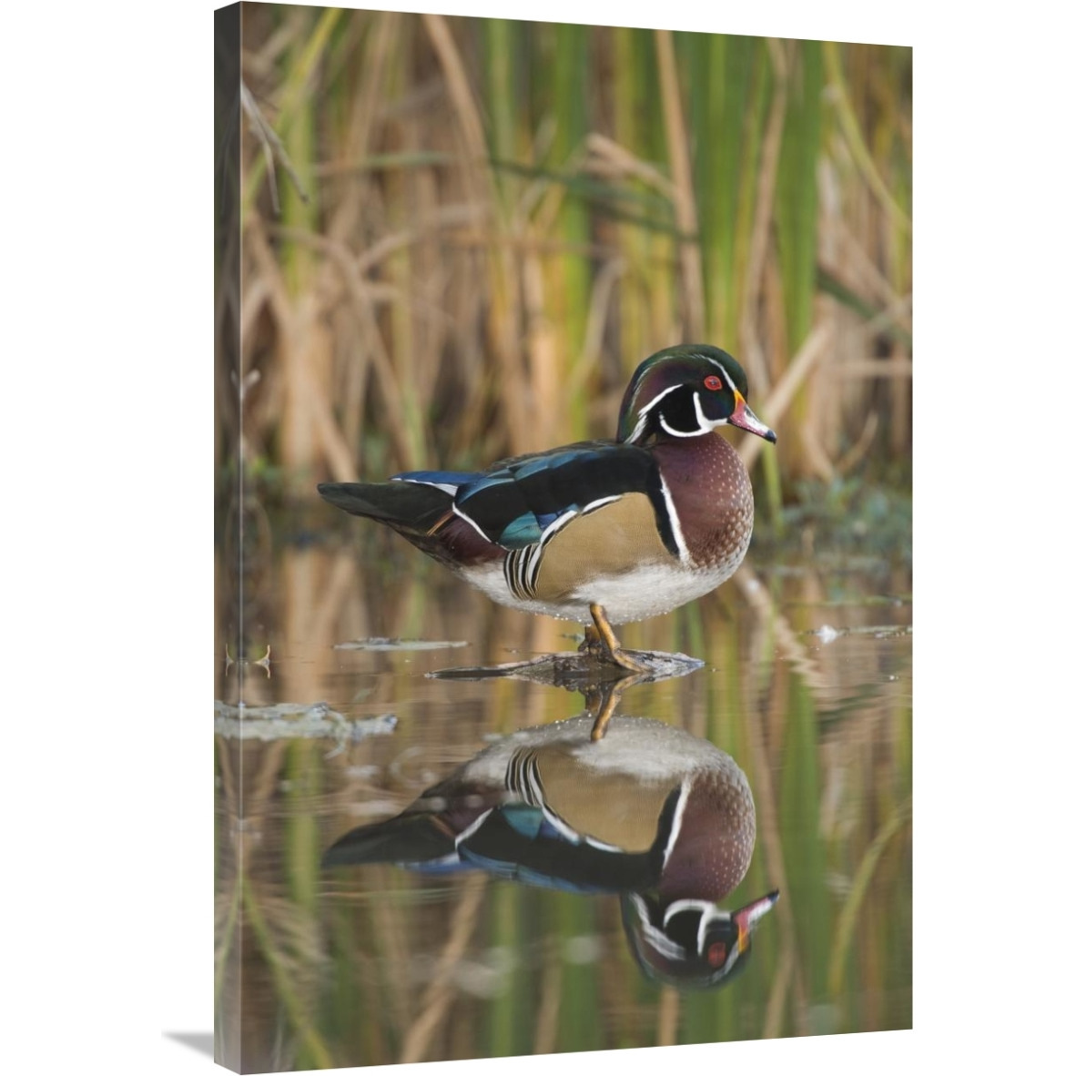 Wood Duck male in breeding plumage, Lapeer State Game Area, Michigan-Canvas Art-24&quotx36"