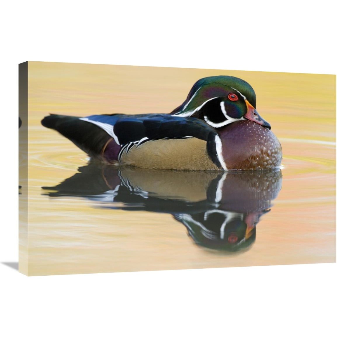 Wood Duck male in breeding plumage, Lapeer State Game Area, Michigan-Canvas Art-30&quotx20"
