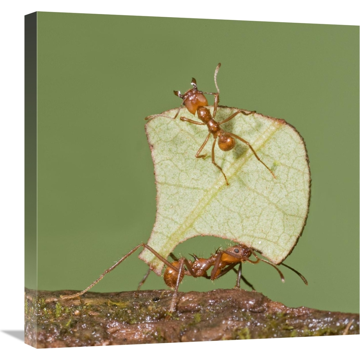 Leafcutter Ant carrying leaf with guard protecting worker, Costa Rica-Canvas Art-24&quotx24"