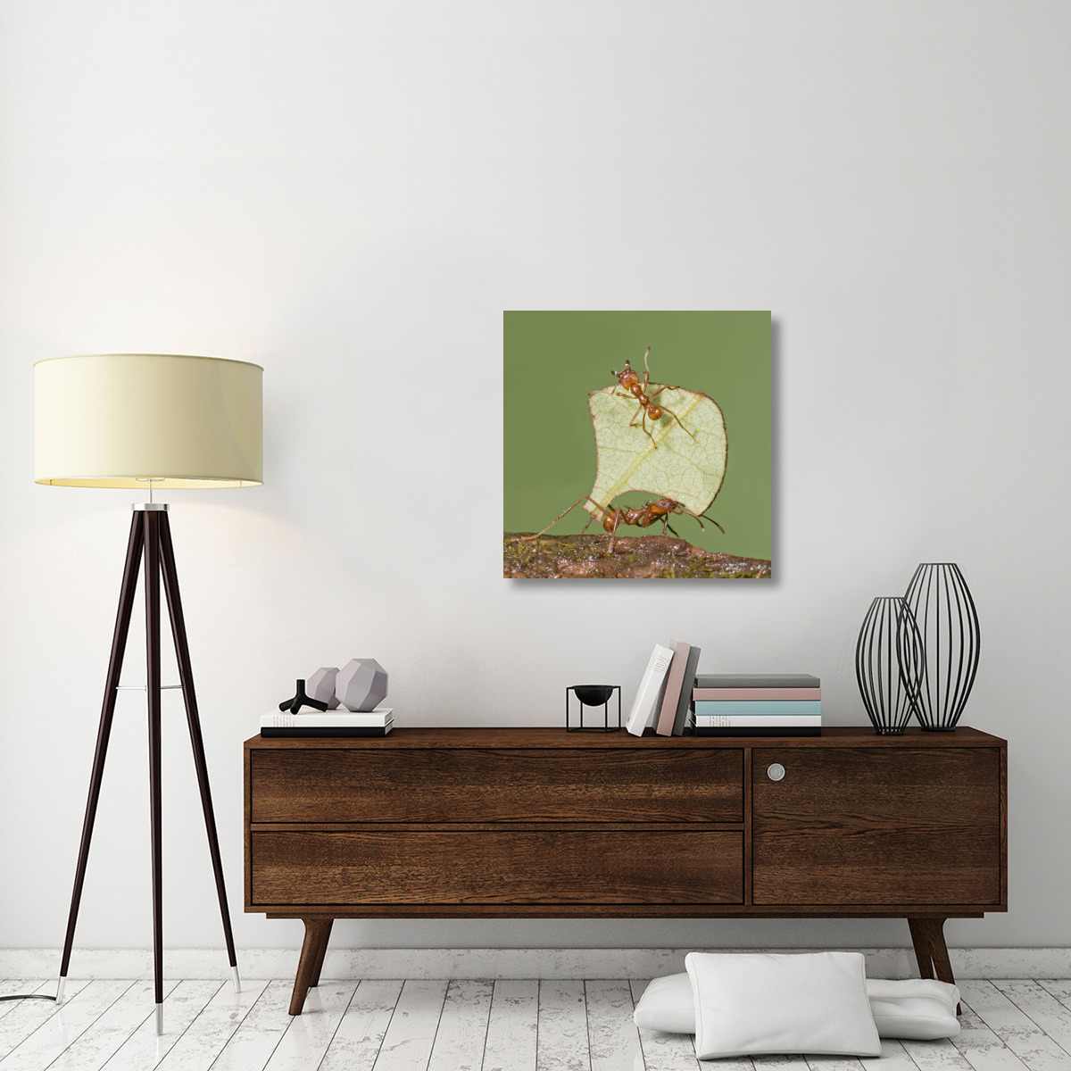 Leafcutter Ant carrying leaf with guard protecting worker, Costa Rica-Canvas Art-30&quotx30"