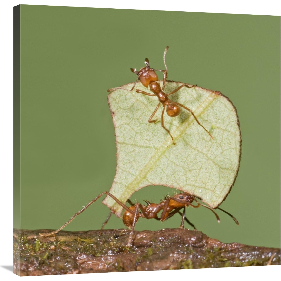 Leafcutter Ant carrying leaf with guard protecting worker, Costa Rica-Canvas Art-36&quotx36"