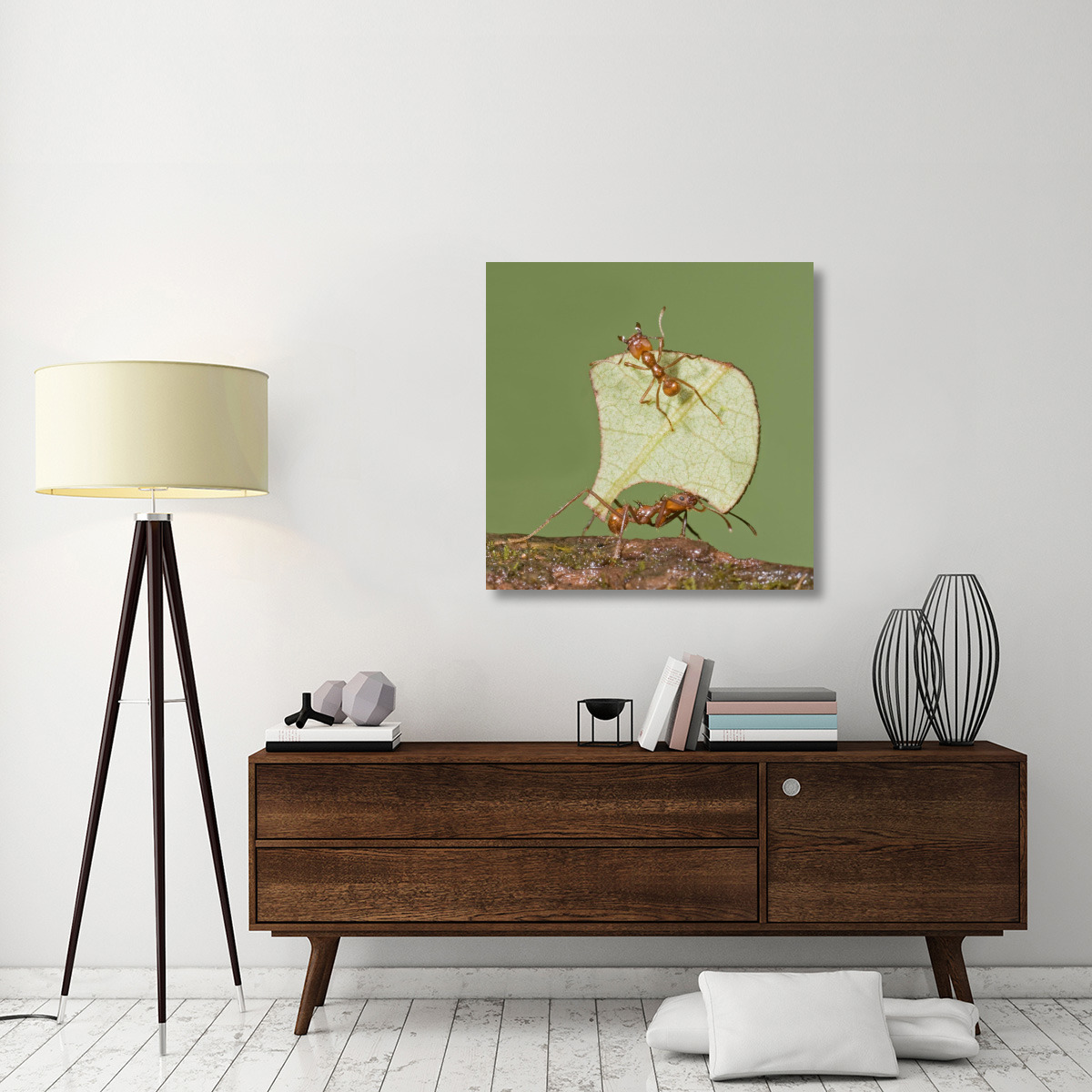 Leafcutter Ant carrying leaf with guard protecting worker, Costa Rica-Canvas Art-36&quotx36"