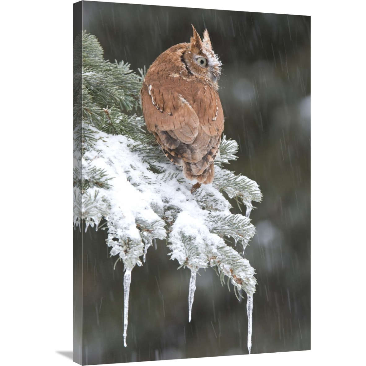 Eastern Screech Owl red morph in winter, Howell Nature Center, Michigan-Canvas Art-24&quotx36"