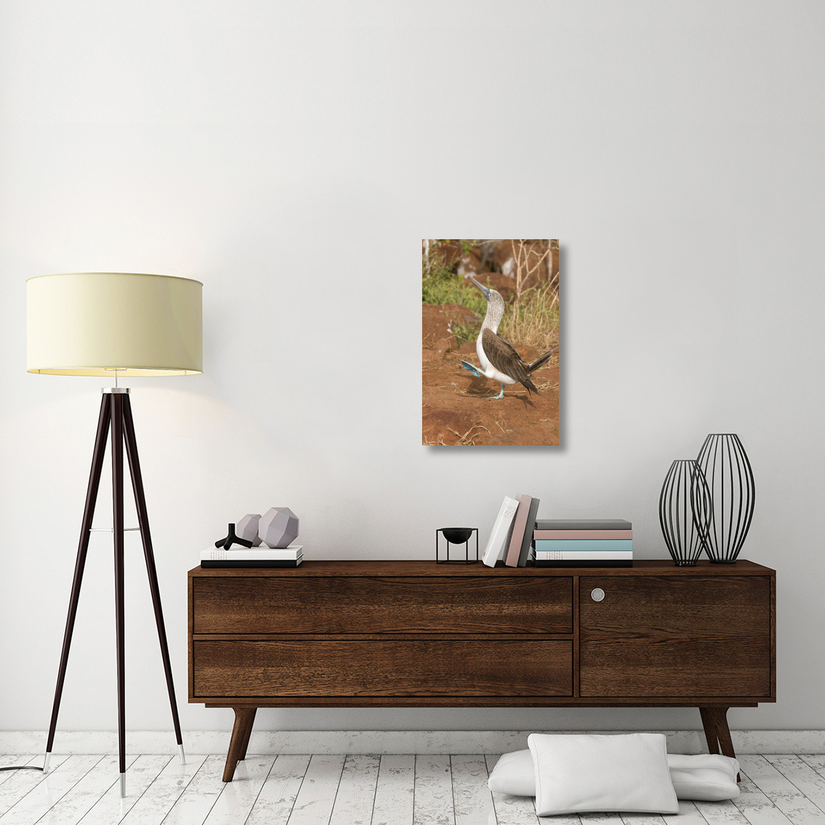 Blue-footed Booby performing courtship dance, Galapagos Islands, Ecuador-Canvas Art-20&quotx30"