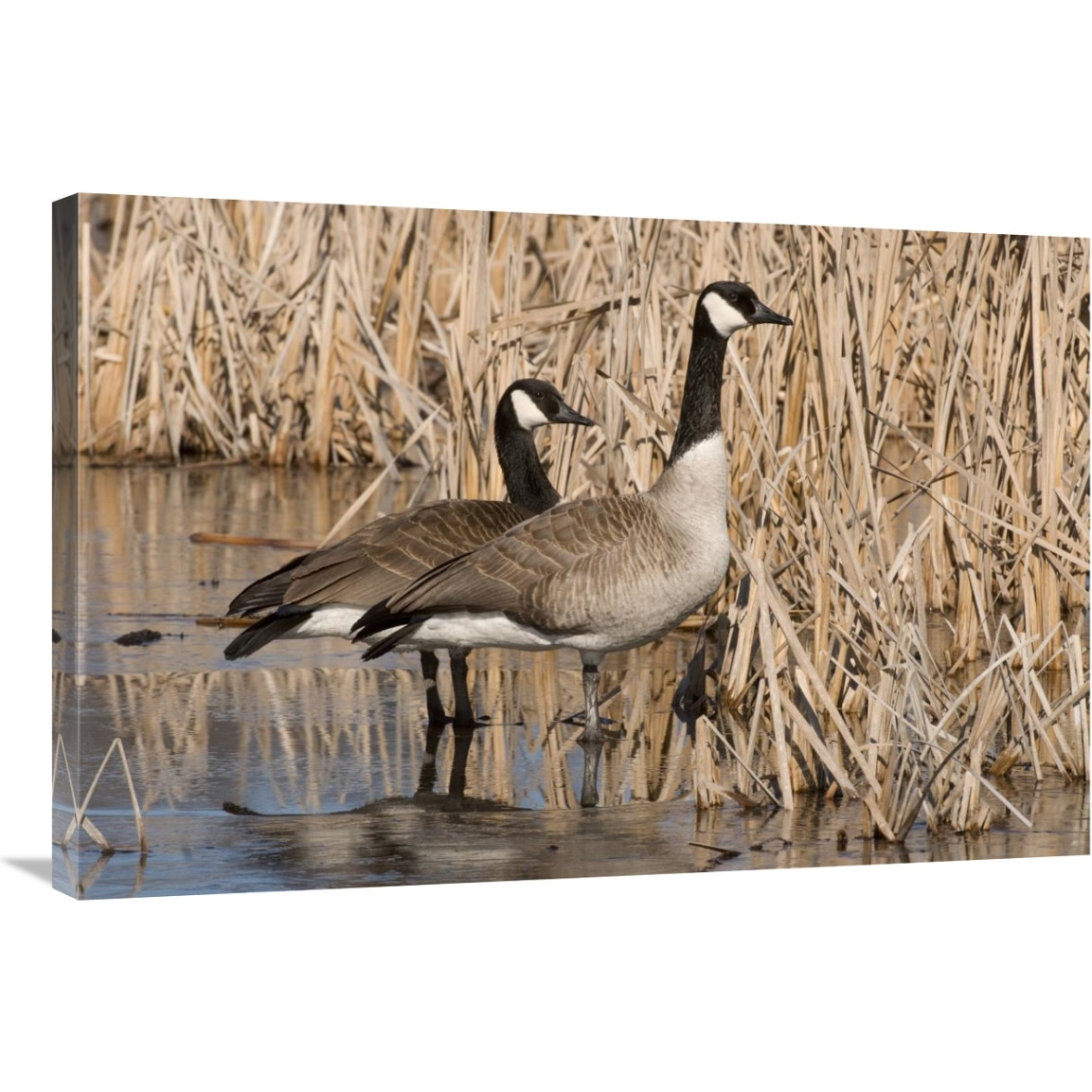 Canada Goose pair in frozen marsh, Kensington Metropark, Milford, Michigan-Canvas Art-36&quotx24"