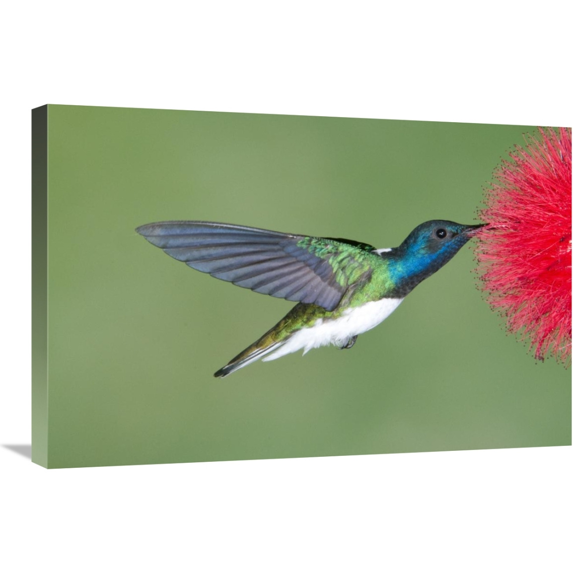 White-necked Jacobin hummingbird male feeding on flower nectar, Costa Rica-Canvas Art-30&quotx20"