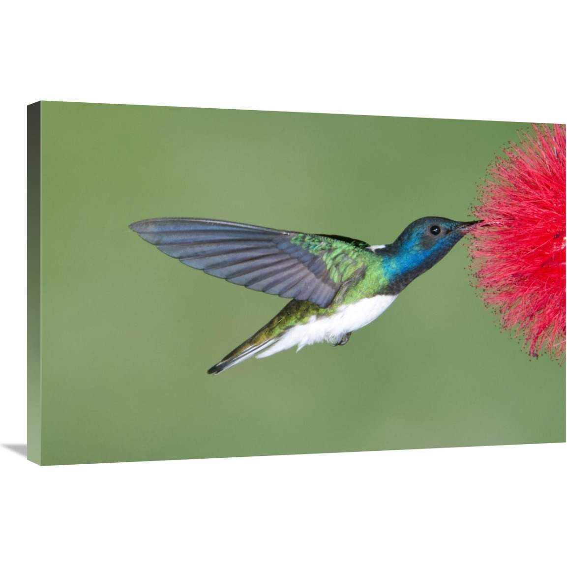 White-necked Jacobin hummingbird male feeding on flower nectar, Costa Rica-Canvas Art-36&quotx24"