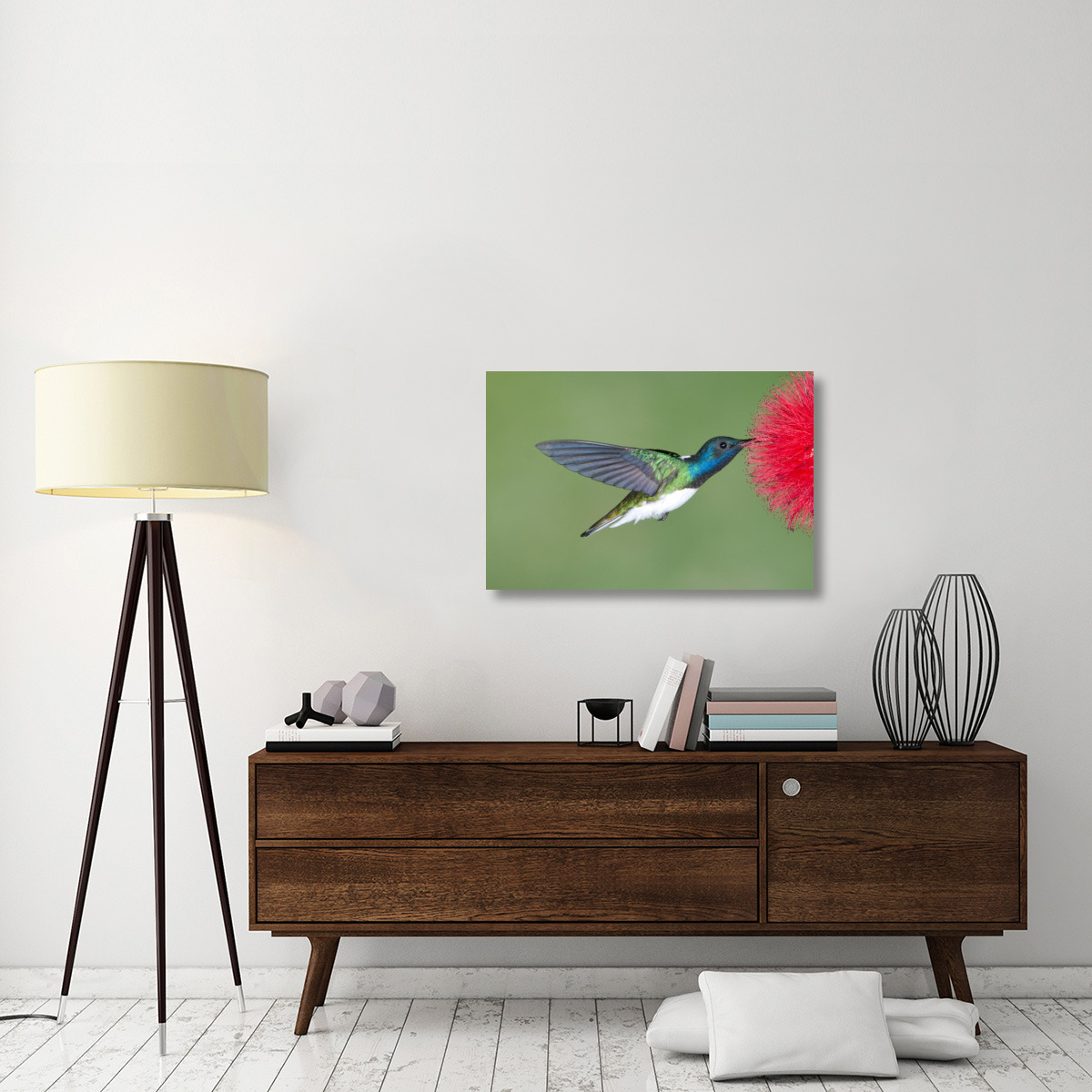 White-necked Jacobin hummingbird male feeding on flower nectar, Costa Rica-Canvas Art-36&quotx24"