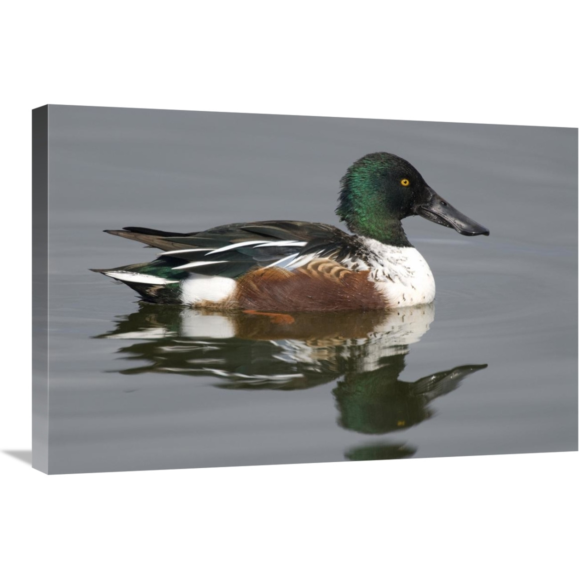 Northern Shoveler male in breeding plumage, Kellogg Bird Sanctuary, Michigan-Canvas Art-30&quotx20"