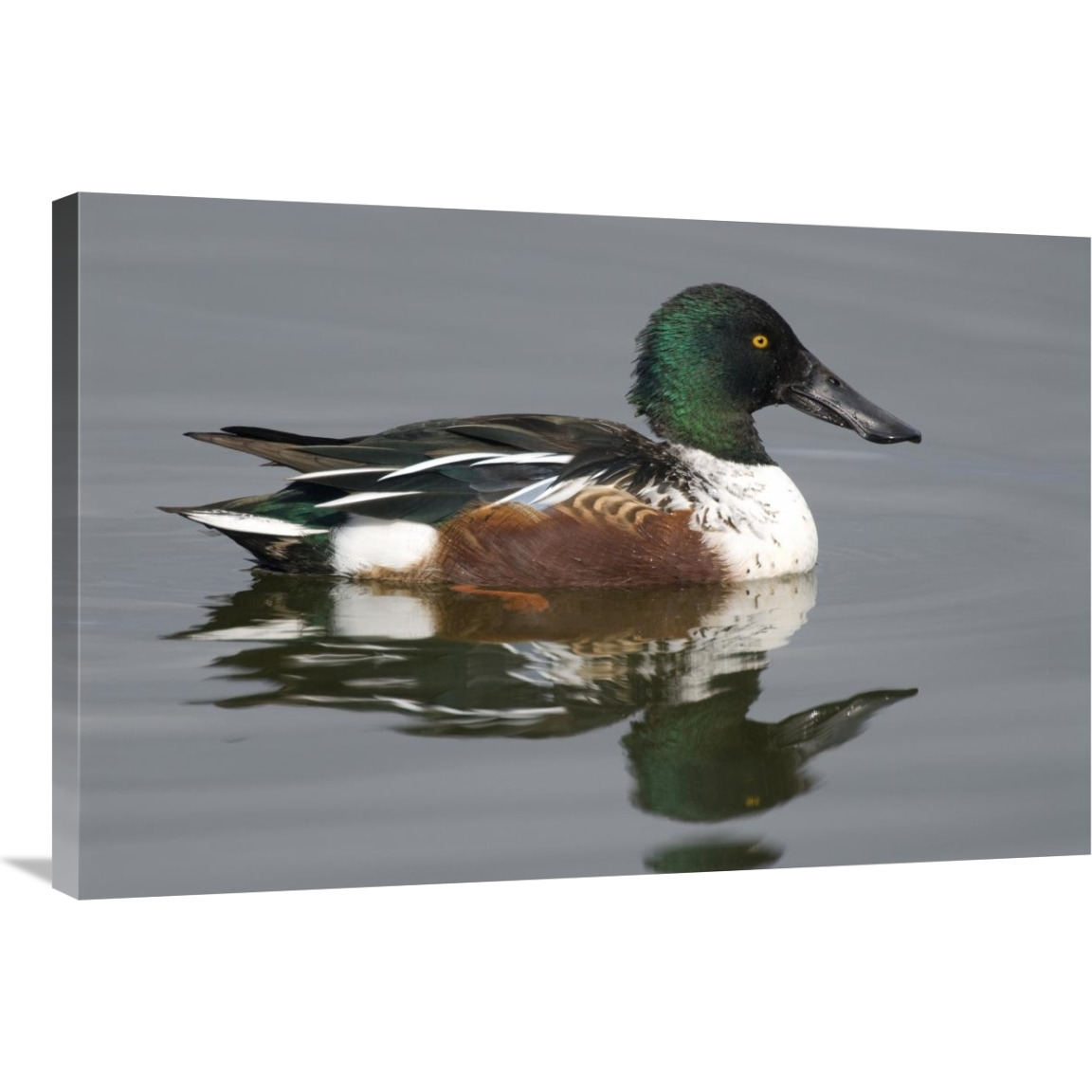 Northern Shoveler male in breeding plumage, Kellogg Bird Sanctuary, Michigan-Canvas Art-36&quotx24"