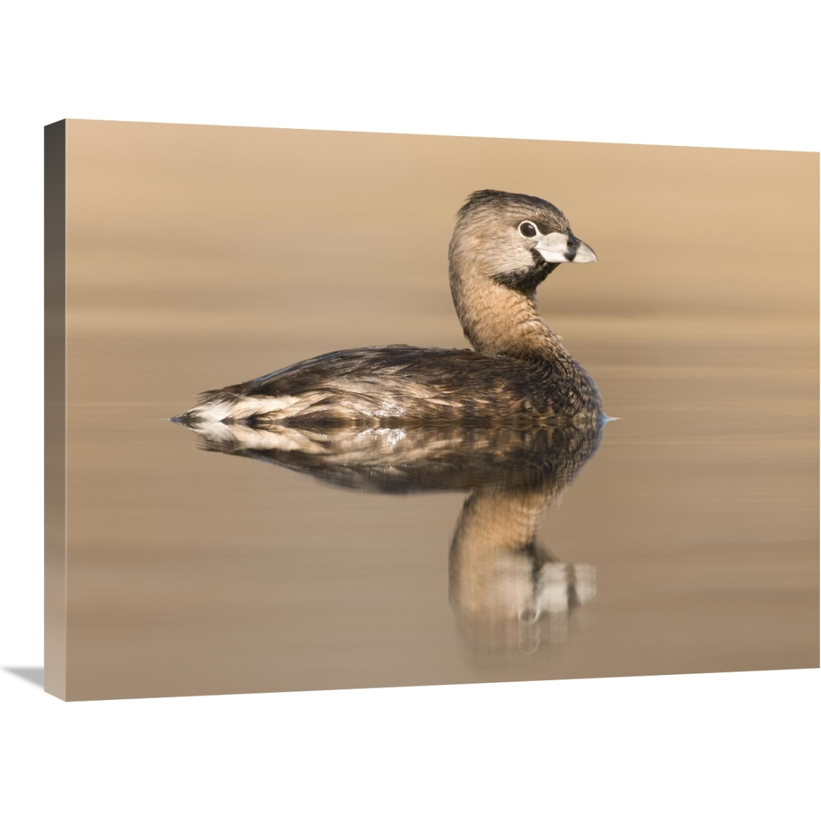 Pied-billed Grebe in breeding plumage, Island Lake Recreation Area, Michigan-Canvas Art-32&quotx24"