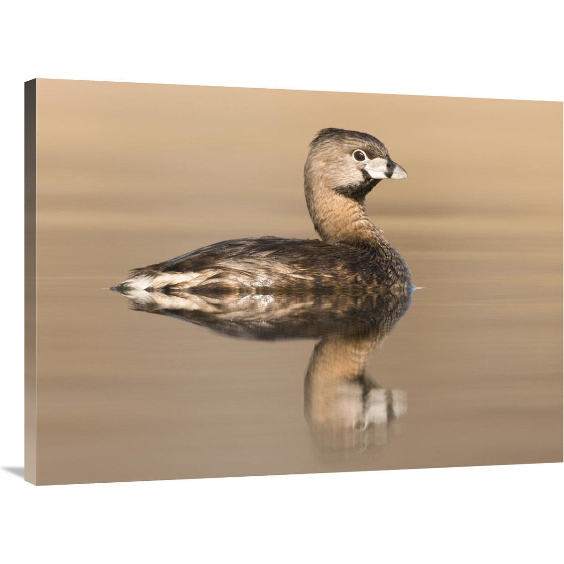 Pied-billed Grebe in breeding plumage, Island Lake Recreation Area, Michigan-Canvas Art-40&quotx30"