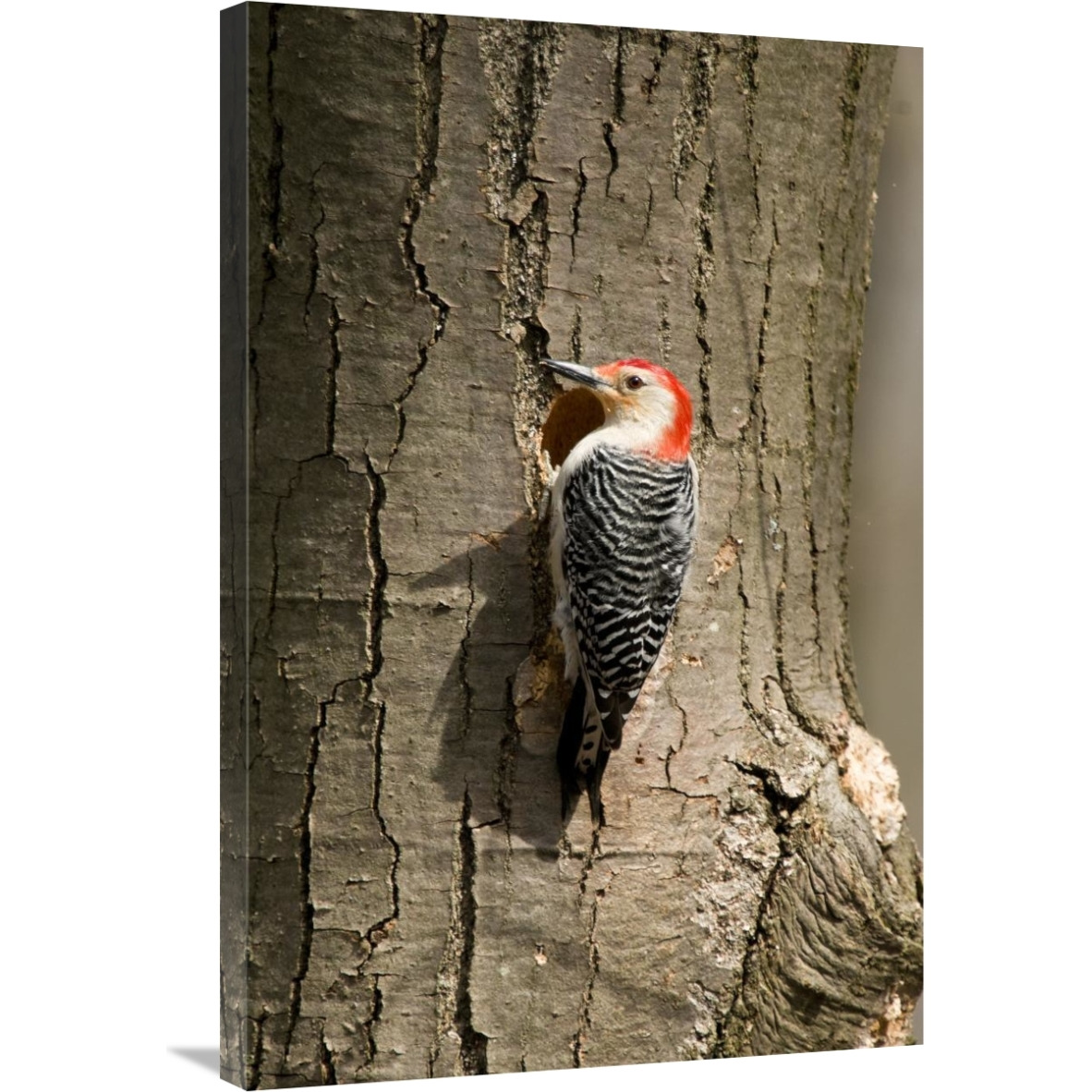 Red-bellied Woodpecker male at nest cavity, Huron Meadows Metropark, Michigan-Canvas Art-24&quotx36"