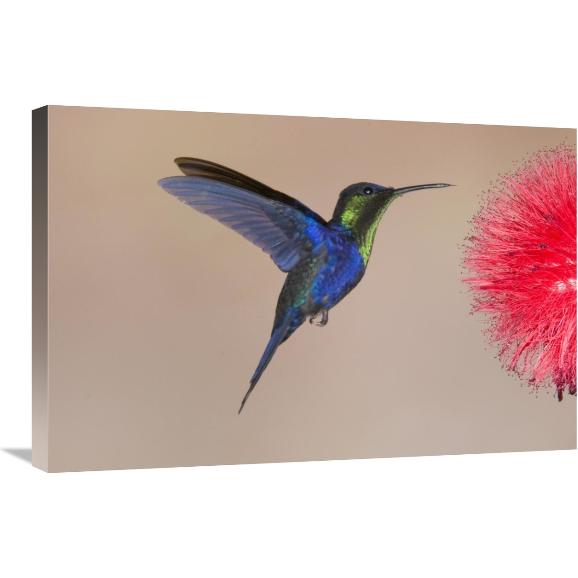 Violet-crowned Woodnymph hummingbird male feeding on flower nectar, Costa Rica-Canvas Art-30&quotx20"