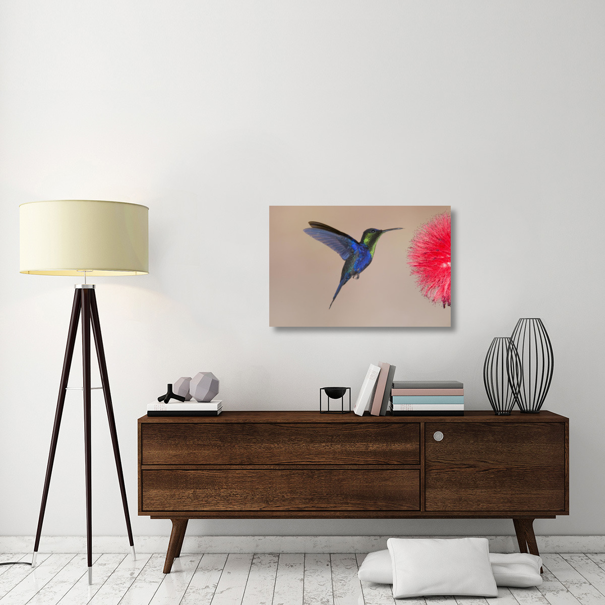 Violet-crowned Woodnymph hummingbird male feeding on flower nectar, Costa Rica-Canvas Art-36&quotx24"