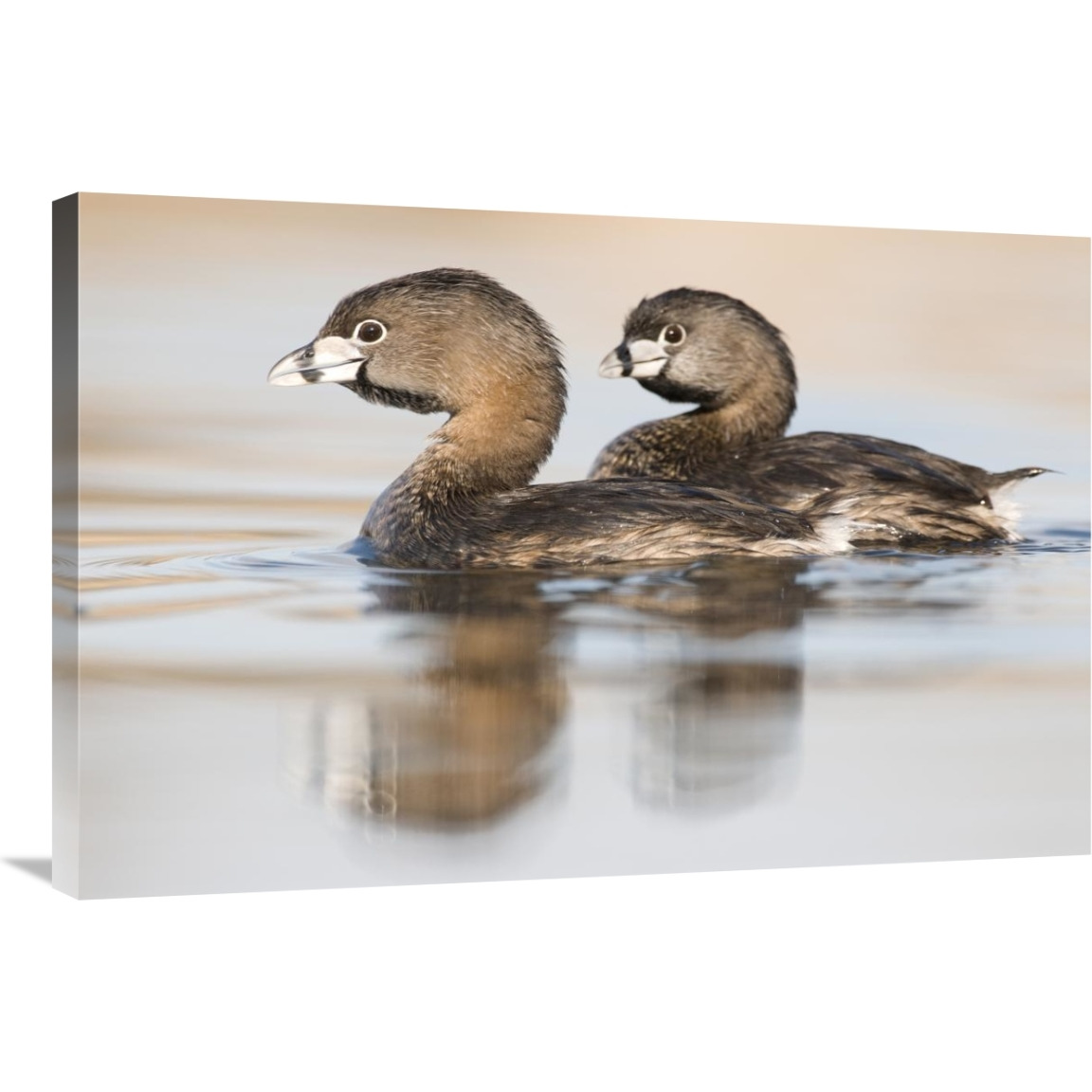 Pied-billed Grebe pair in breeding plumage, Island Lake Recreation Area, Michigan-Canvas Art-36&quotx24"
