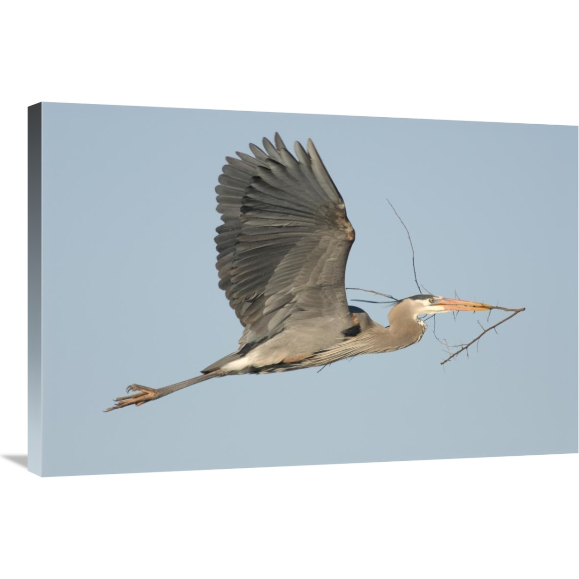 Great Blue Heron flying with nest material, Kensington Metropark, Milford, Michigan-Canvas Art-36&quotx24"