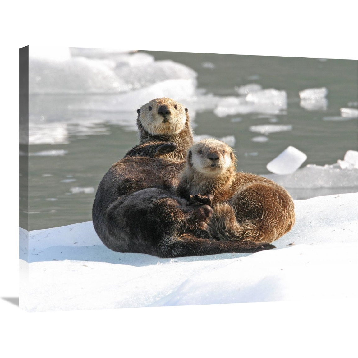 Sea Otter female with pup on ice floe, Prince William Sound, Alaska-Canvas Art-32&quotx24"