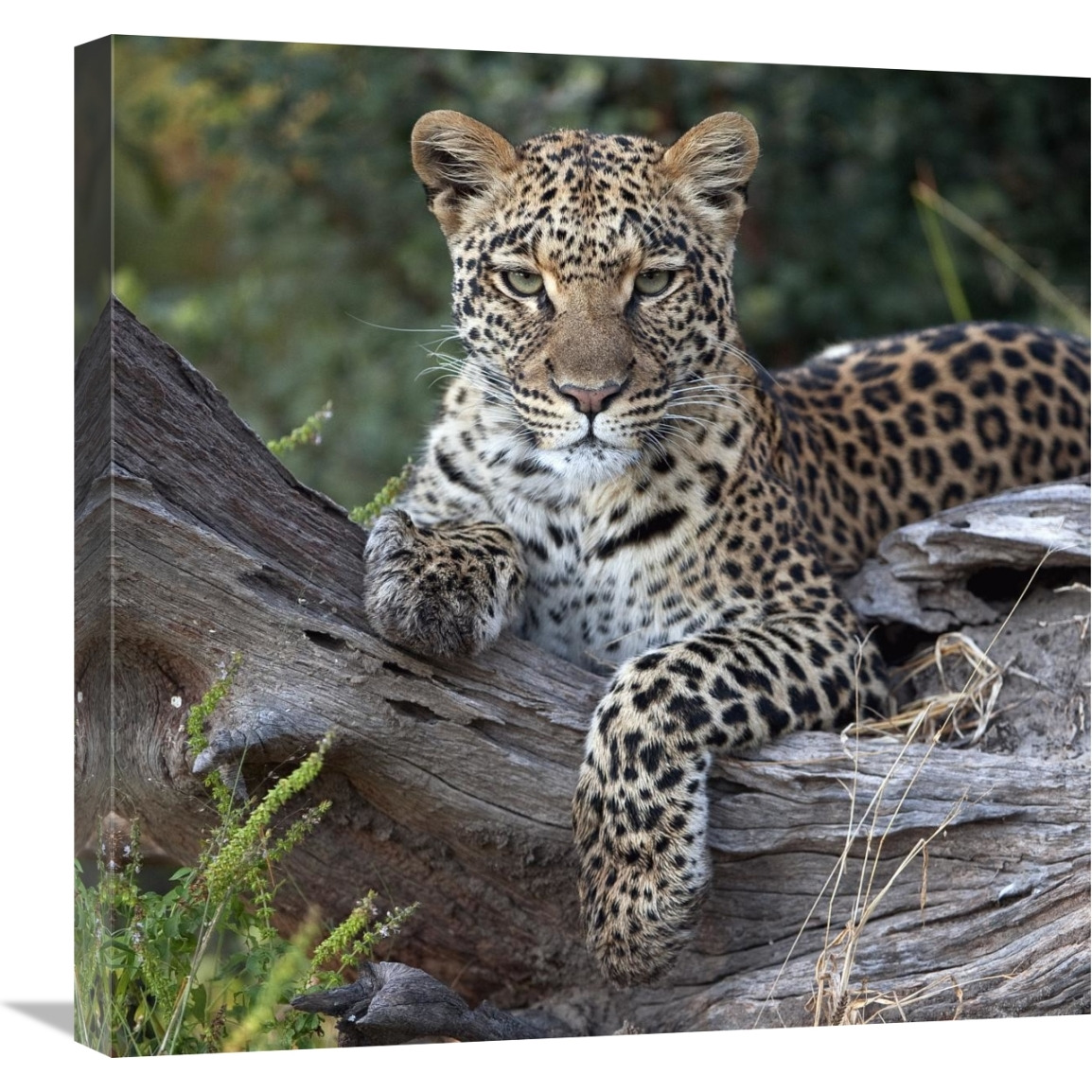 Leopard resting, Botswana-Canvas Art-24&quotx24"