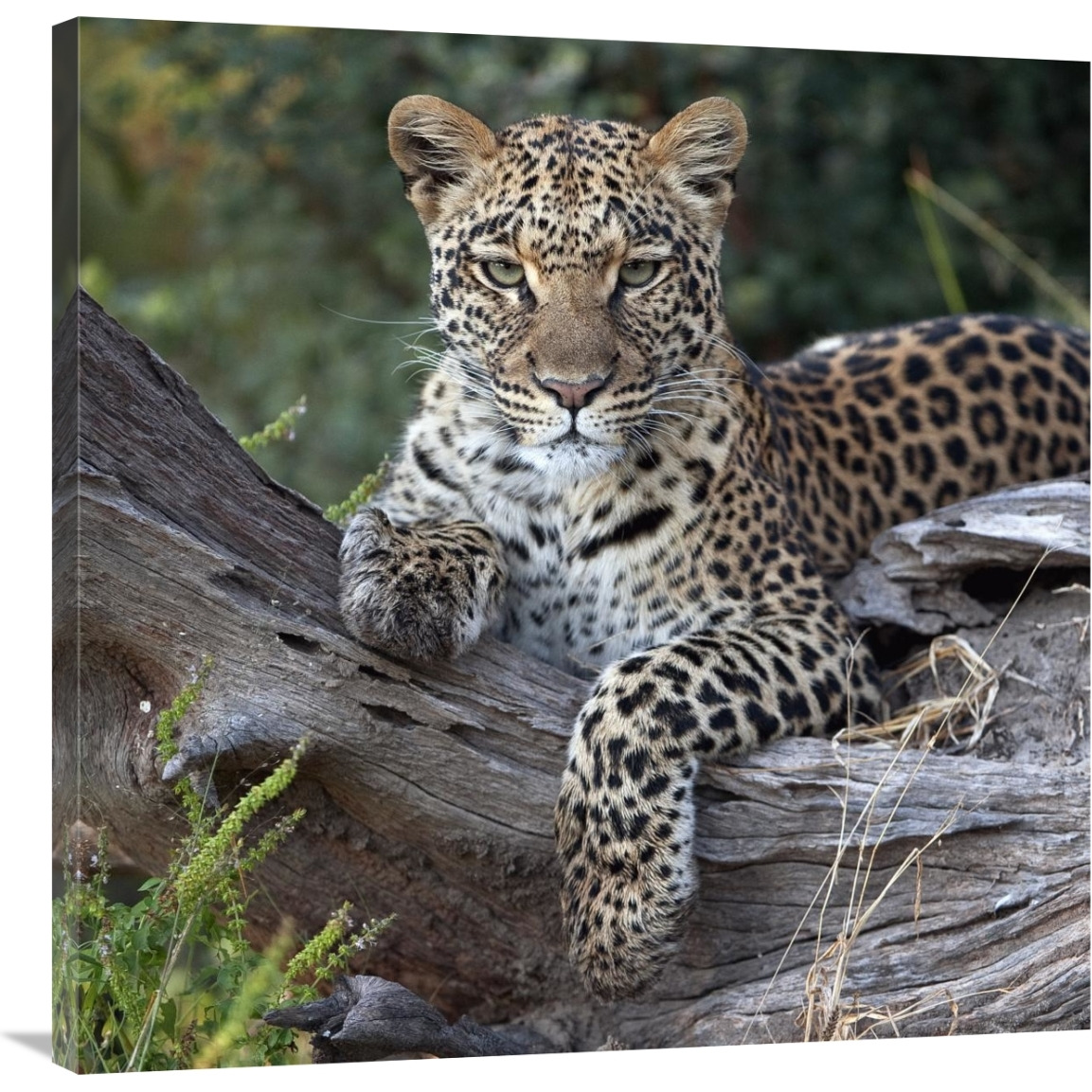 Leopard resting, Botswana-Canvas Art-36&quotx36"