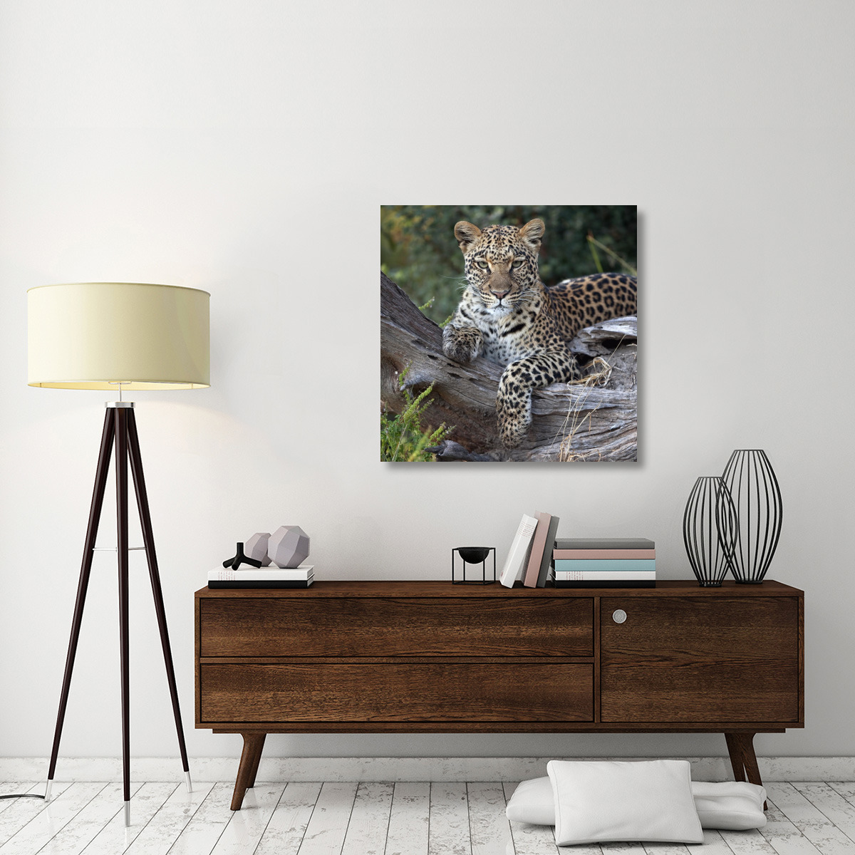 Leopard resting, Botswana-Canvas Art-36&quotx36"