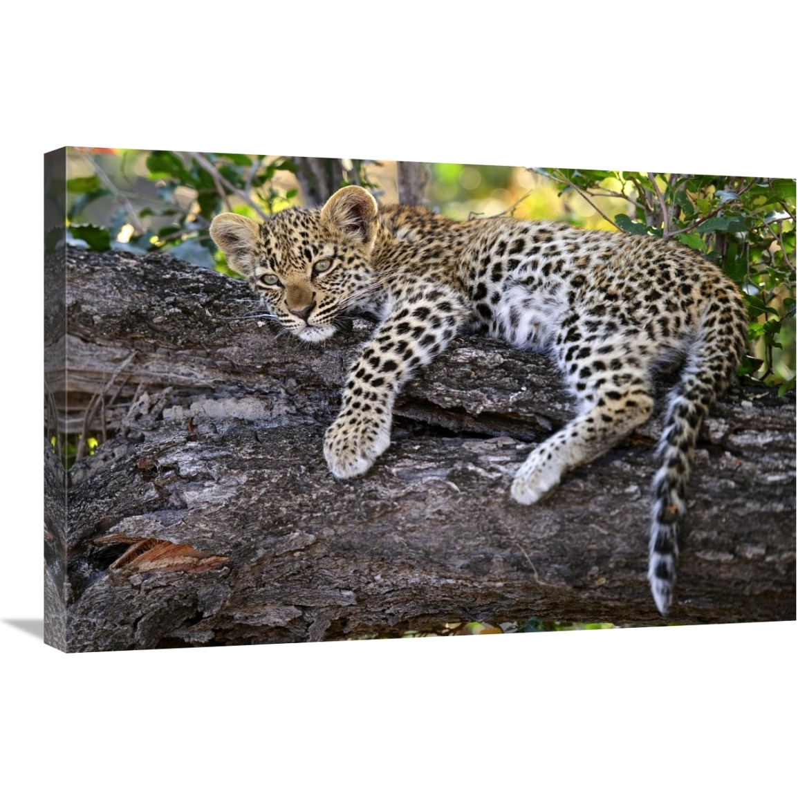Leopard cub resting in tree, Botswana-Canvas Art-30&quotx20"