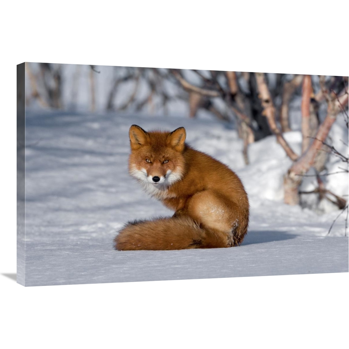 Red Fox sitting on snow, Kamchatka, Russia-Canvas Art-36&quotx24"