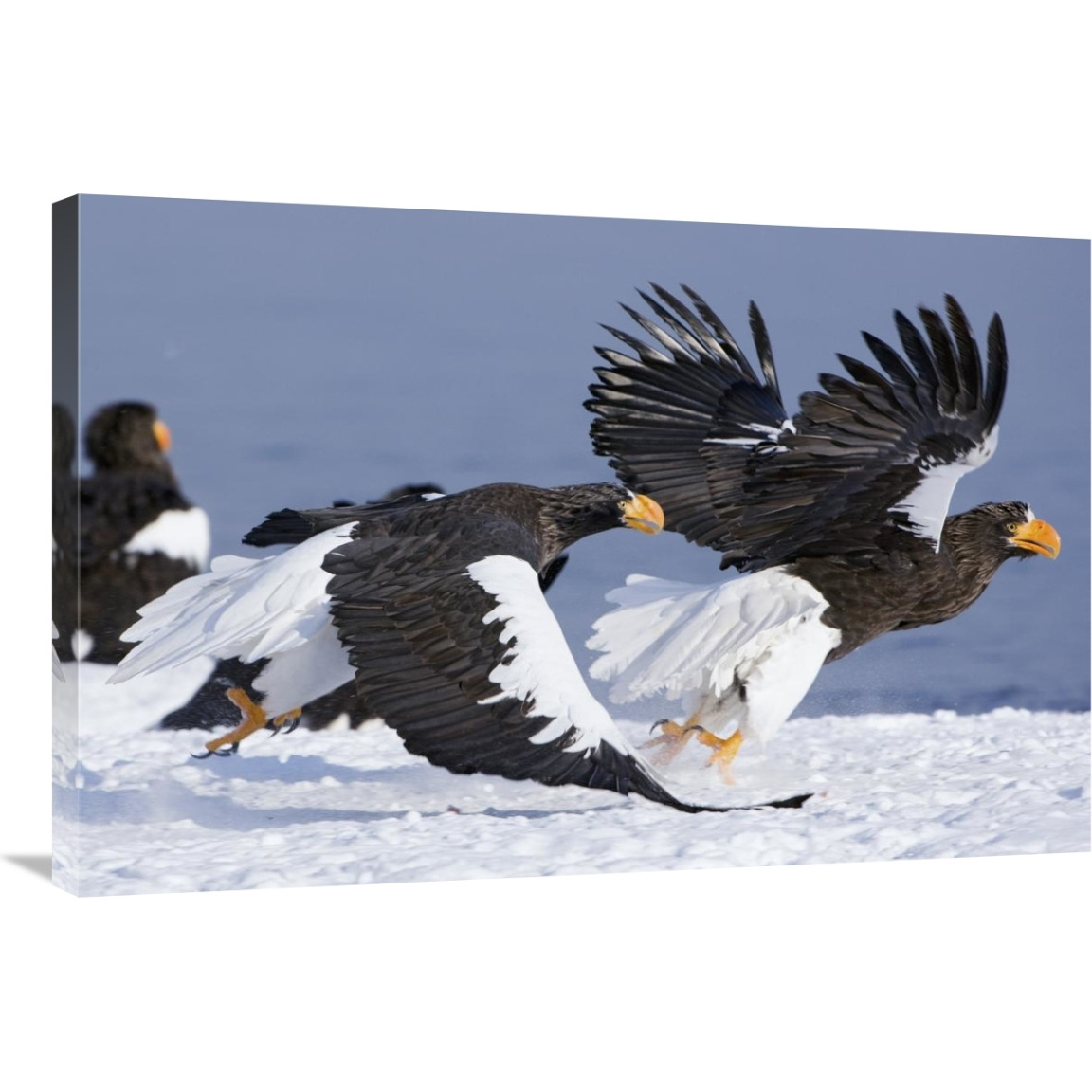 Steller&quots Sea Eagle chasing away another adult, Kamchatka, Russia-Canvas Art-36&quotx24"