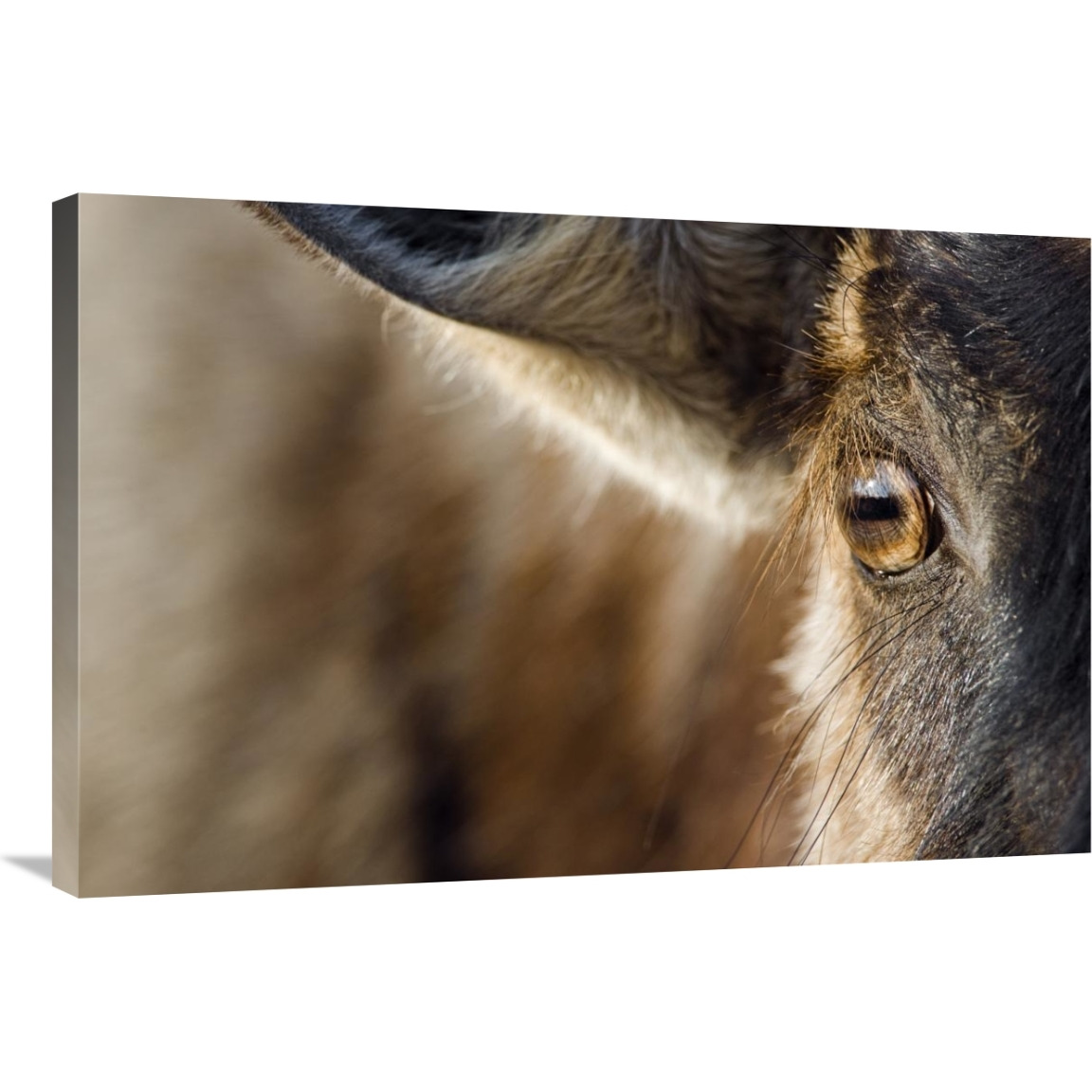 Blue Wildebeest eye, Khama Rhino Sanctuary, Botswana-Canvas Art-36&quotx24"