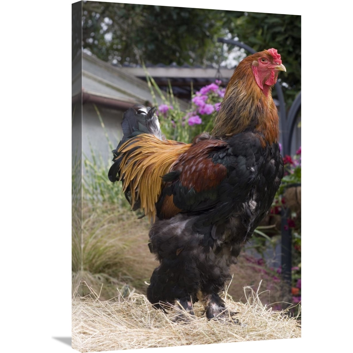 Domestic Chicken, Gold Brahma cock-Canvas Art-20&quotx30"