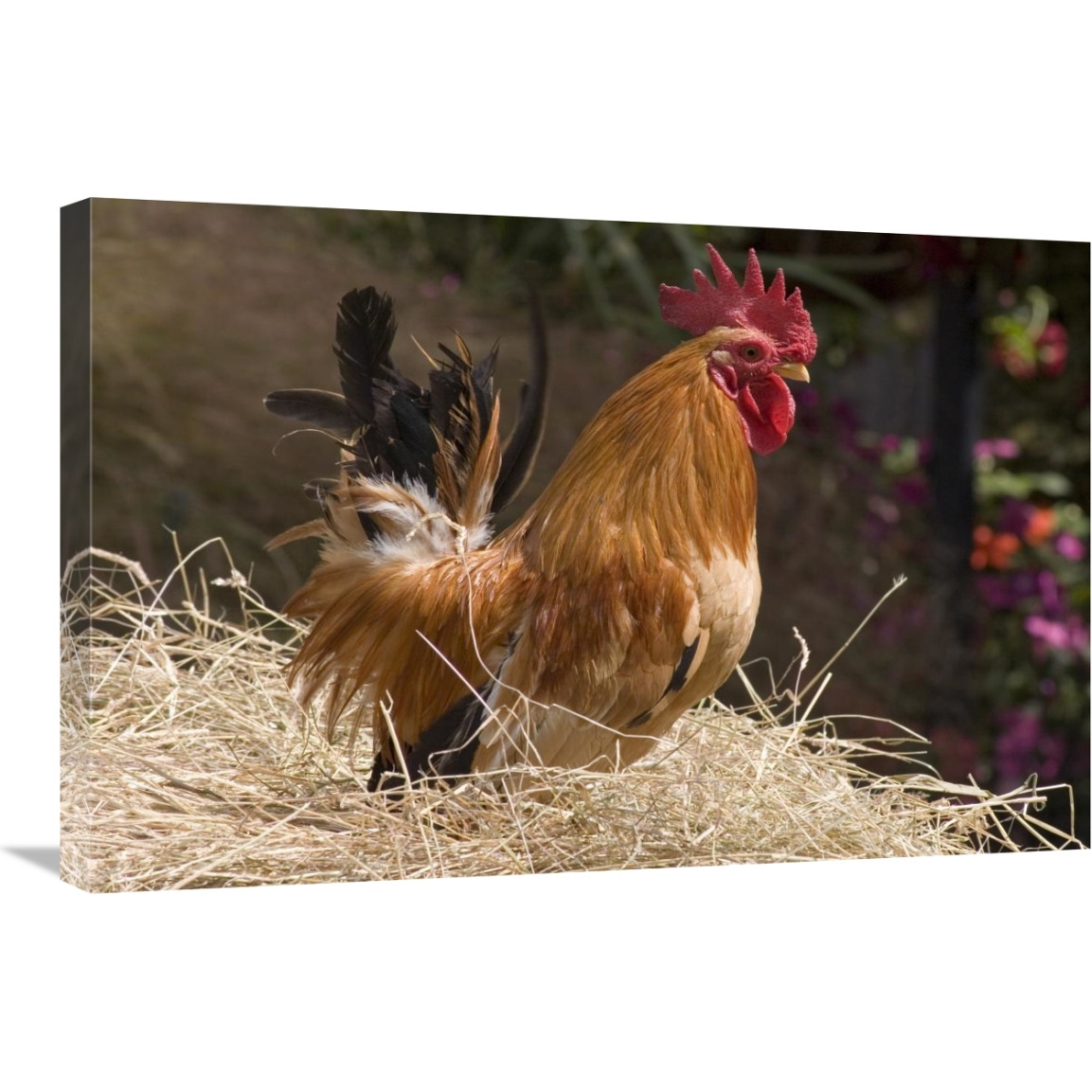 Domestic Chicken, Japanese bantam cock-Canvas Art-30&quotx20"