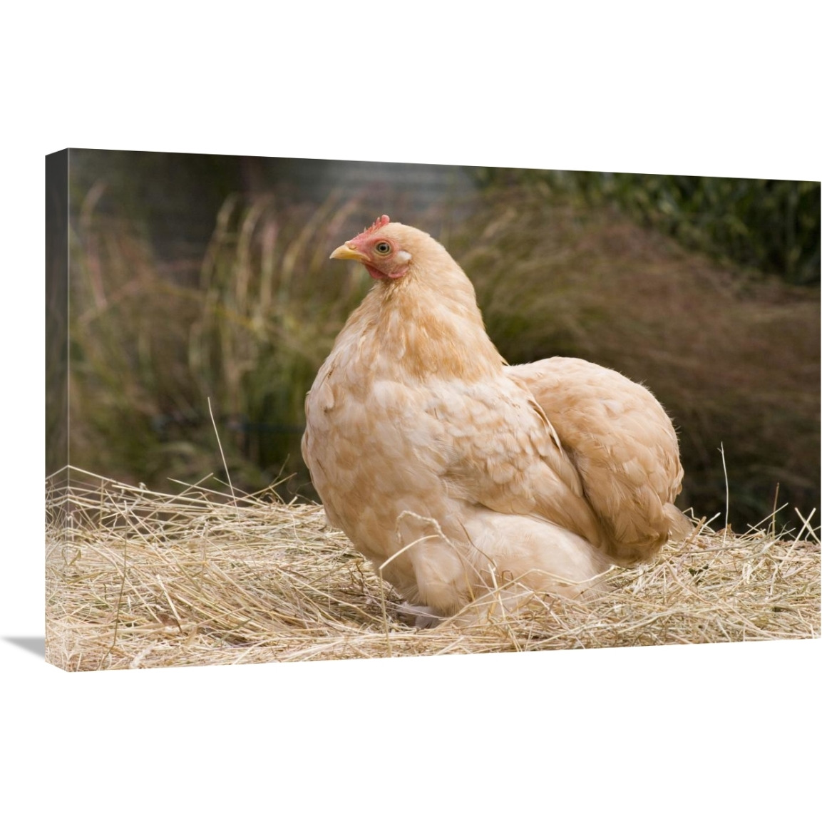 Domestic Chicken, Lemon Pekin Bard hen-Canvas Art-30&quotx20"