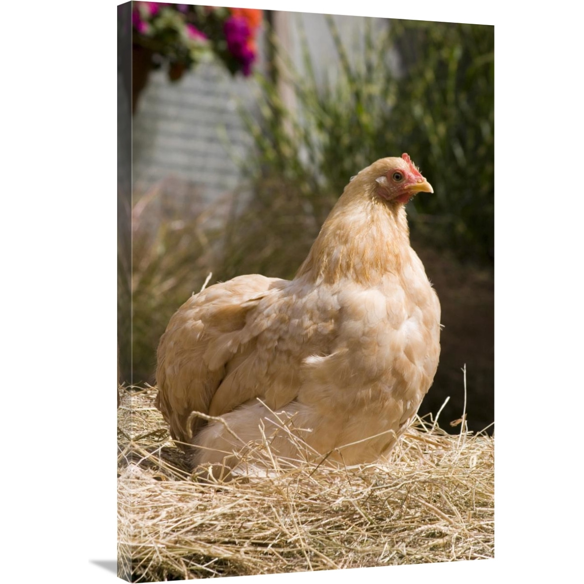 Domestic Chicken, Lemon Pekin Bard hen-Canvas Art-24&quotx36"