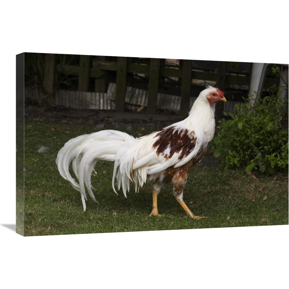 Domestic Chicken, Red Saddled Yokohama cock-Canvas Art-30&quotx20"
