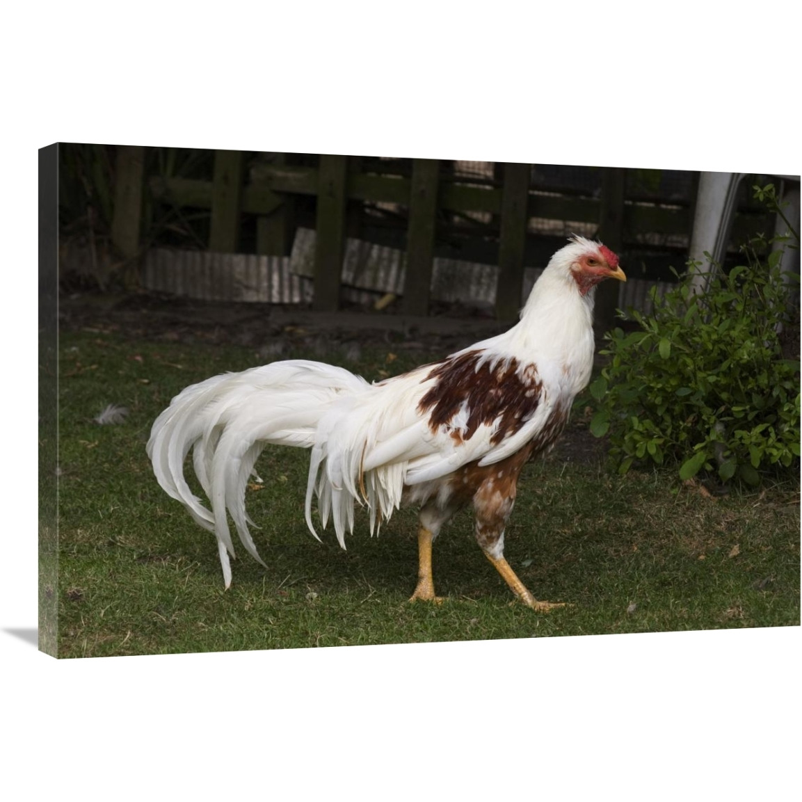 Domestic Chicken, Red Saddled Yokohama cock-Canvas Art-36&quotx24"